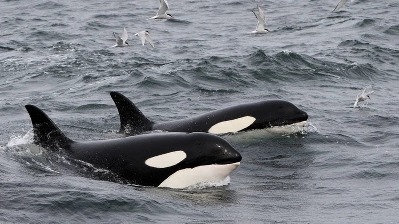 Valsafari frn Reykjaviks hamn 